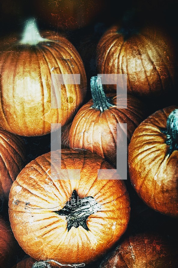 A group of pumpkins