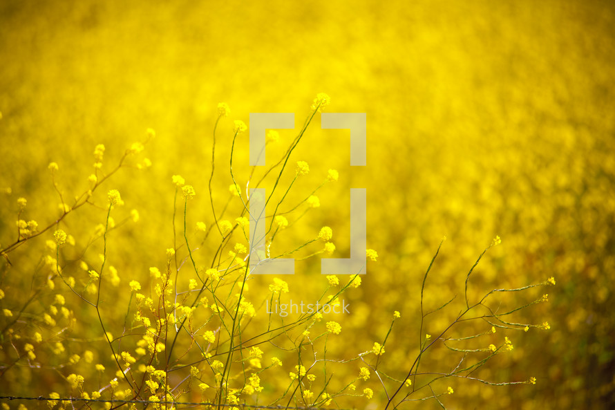 Field of yellow wildflowers