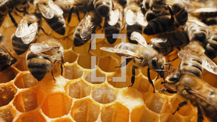 Bees swarming on honeycomb, extreme macro shot. Insects working in wooden beehive, collecting nectar from pollen of flower, create sweet honey. Concept of apiculture, collective work.