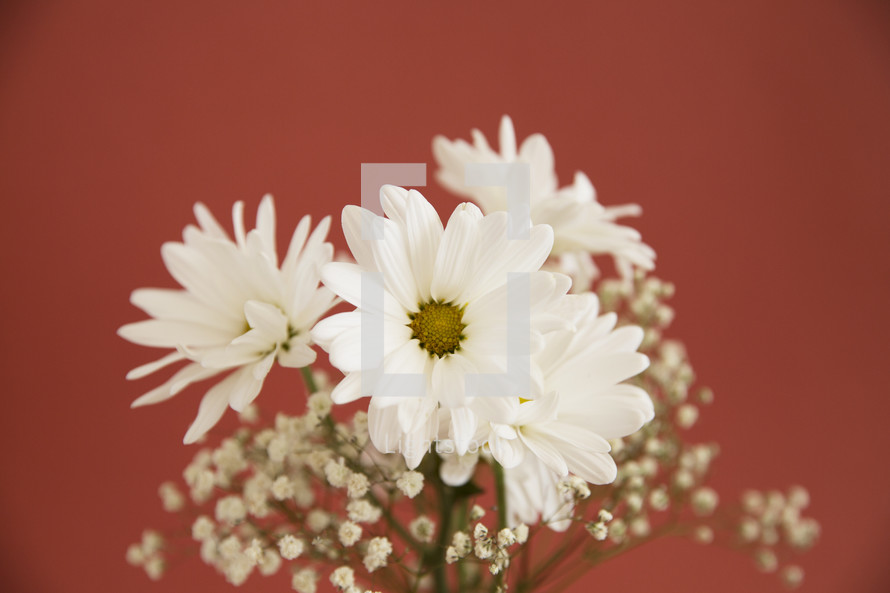 white flowers in a vase 