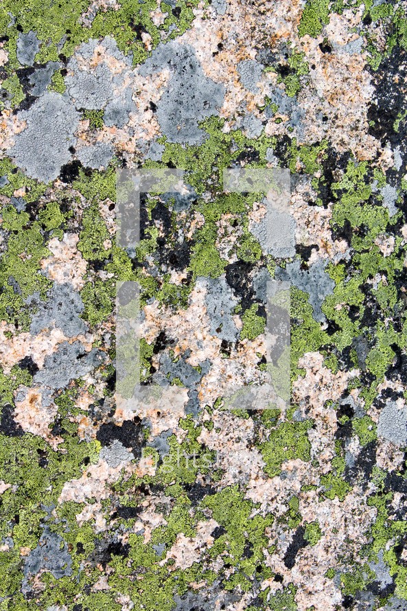 moss on stone texture 