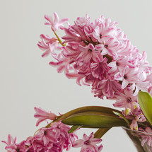 Pink hyacinth on a white background
