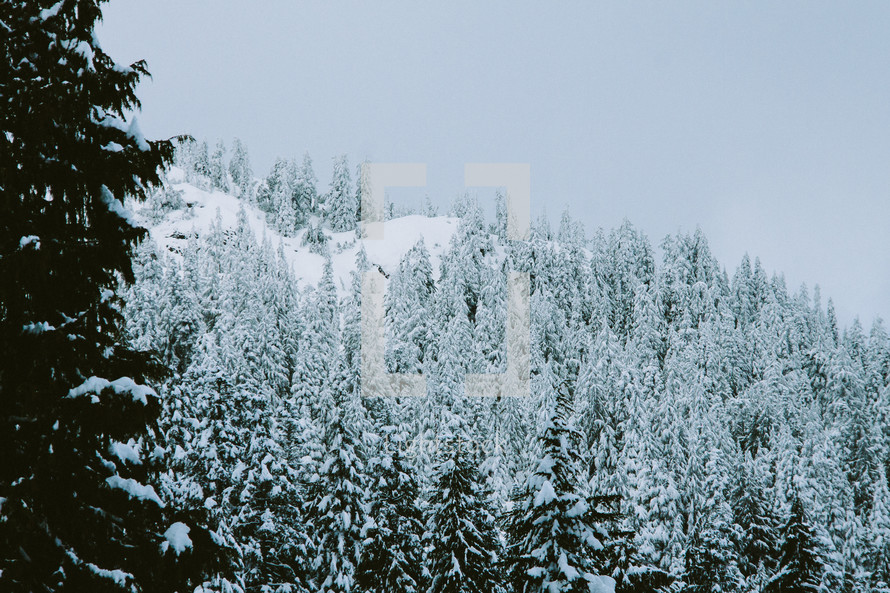 snow on a mountainside forest 