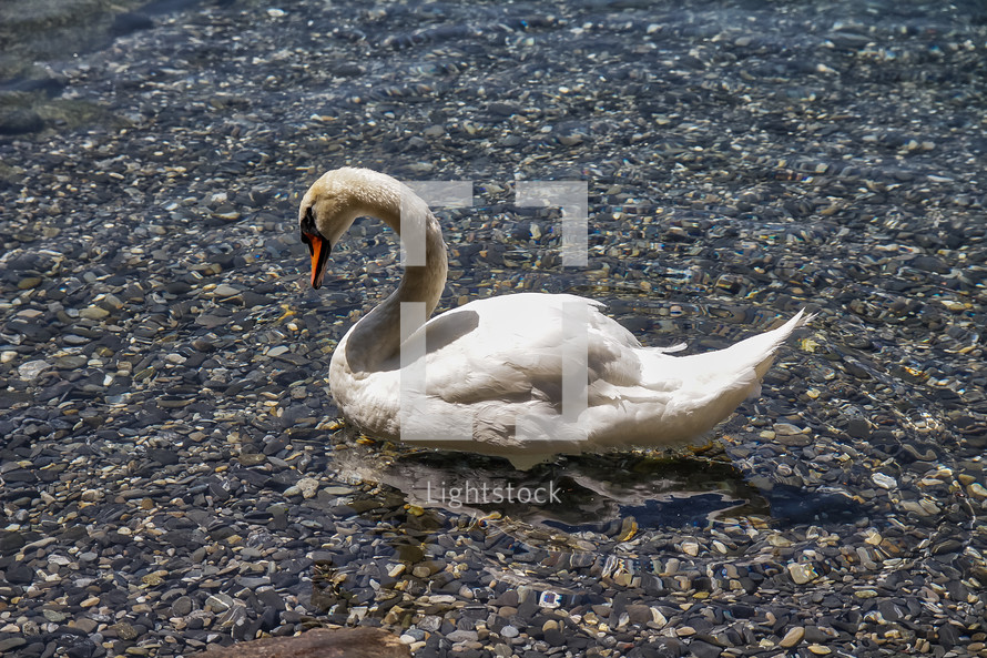 swan on water 