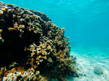 coral under water 