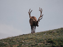 elk on a mountaintop 
