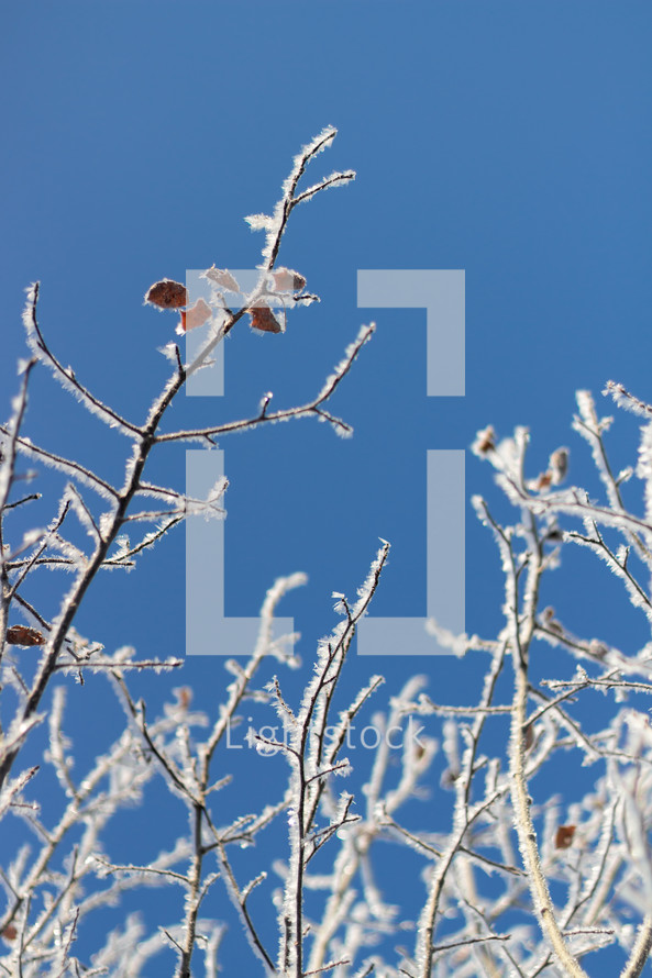 frosty branches against a blue sky 