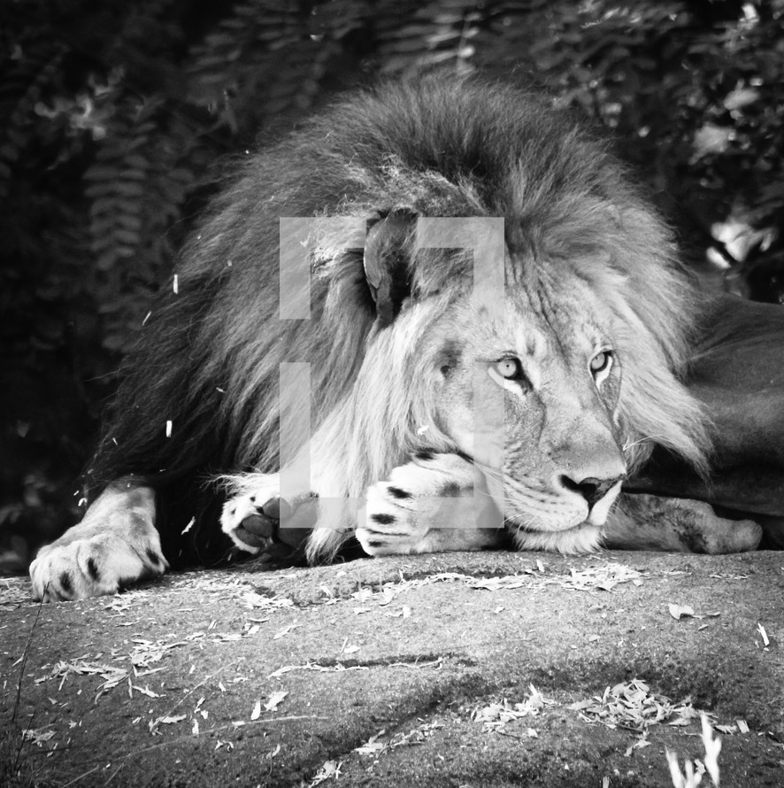 resting lion 