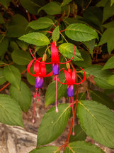 Red and Purple Fuchsia with Green Leaves