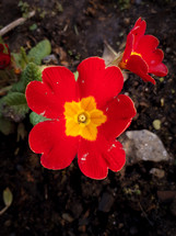 Red Primrose Flowers