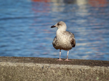 Young Seagull Standing by the Water