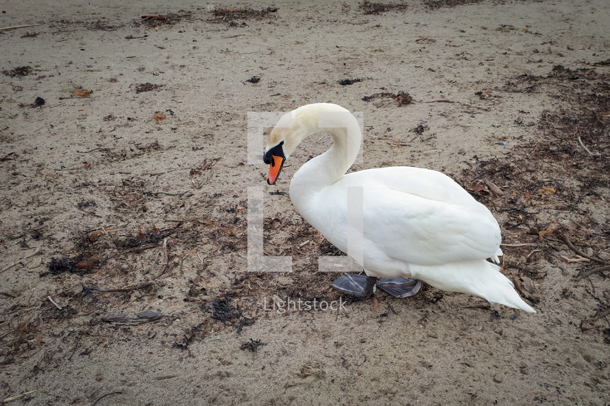 Mute Swan Walking on the Sandy Beach