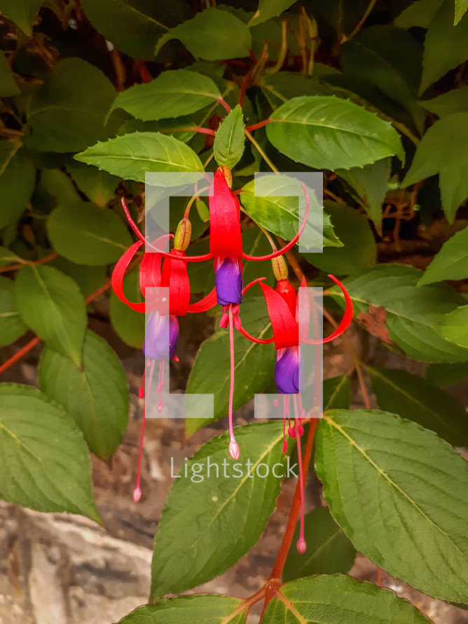 Red and Purple Fuchsia with Green Leaves