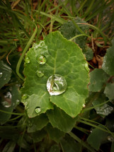 Water Droplet on Green Leaf