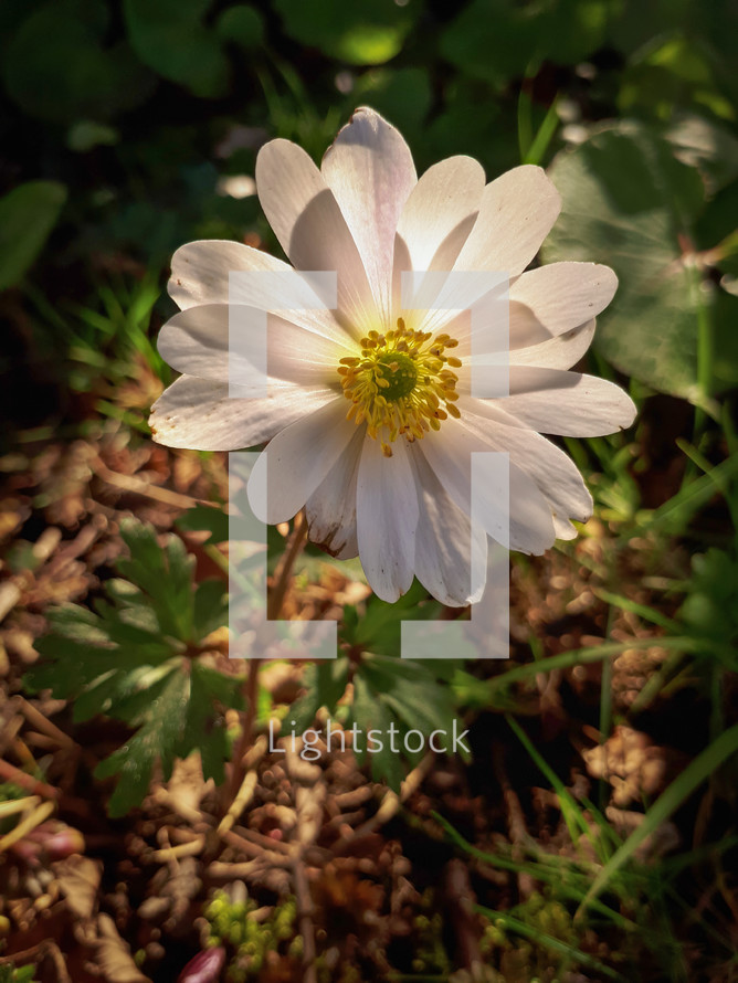 Translucent Anemone Blanda White Splendour Flower