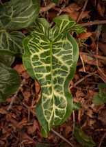 Patterned Arum Italicum Pictum Leaf