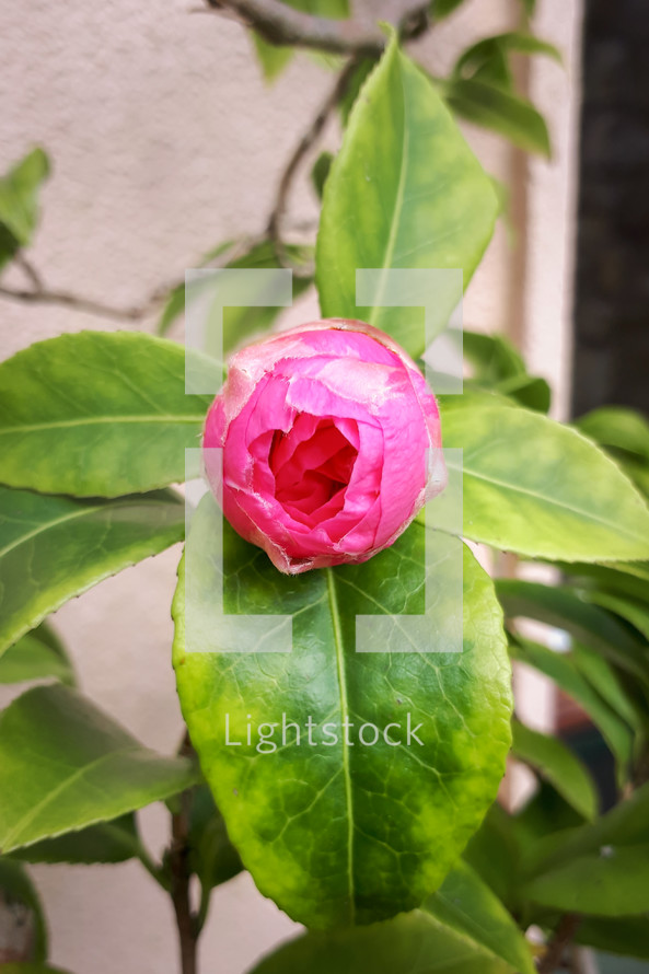 Pink Camellia Bud with Green Leaves