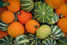Seasonal Pumpkin and Squash Collage