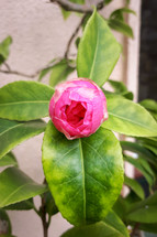 Pink Camellia Bud with Green Leaves