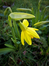 Adove Yellow Daffodil Flower and Bud