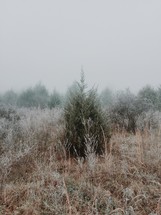 A lone evergreen tree surrounded by brown grass.