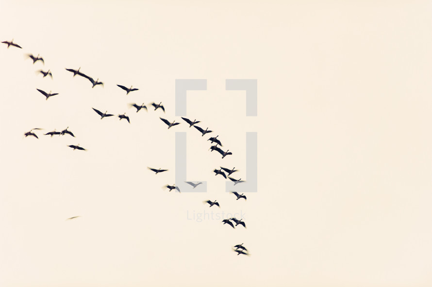 Formation of migrating birds.