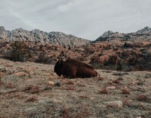 resting bison 