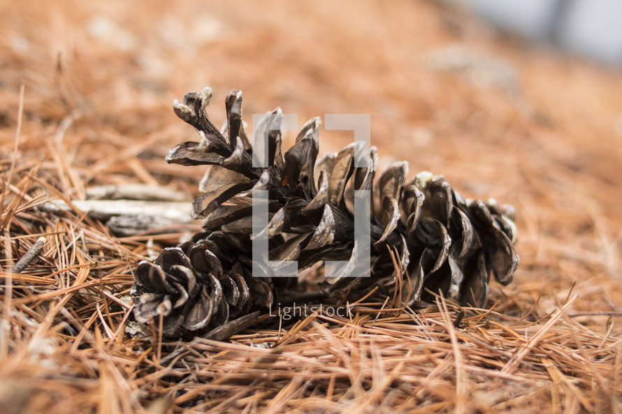 pine cones in pine straw 