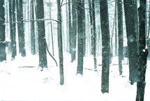 winter forest 