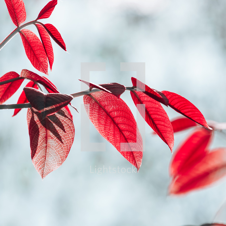 red tree leaves in autumn season, autumn leaves