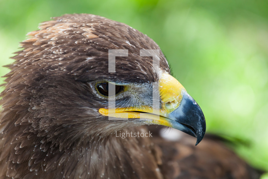 Closeup of the head of a golden eagle