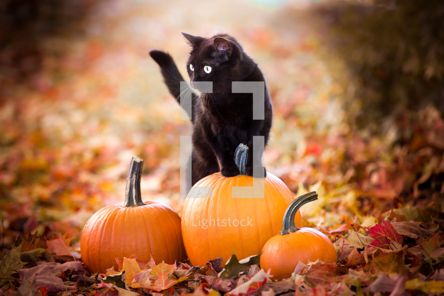 a black cat on orange pumpkins in fall leaves 