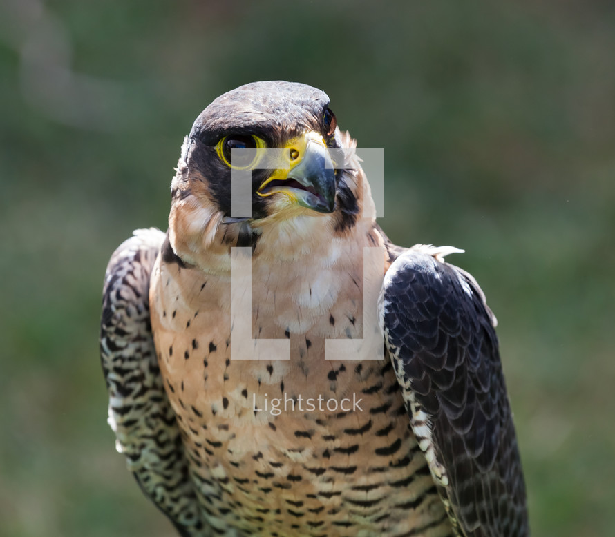 face of a Peregrine Falcon (Falco peregrinus).