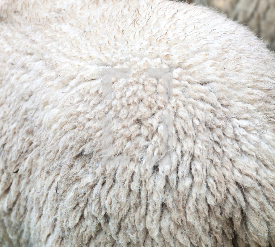 Close up of the fur of a sheep for the production of merino wool