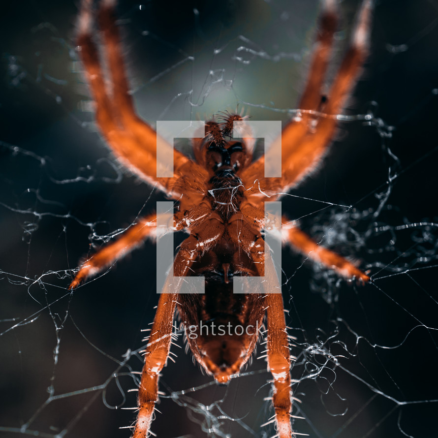 spider on the spider web, animal themes