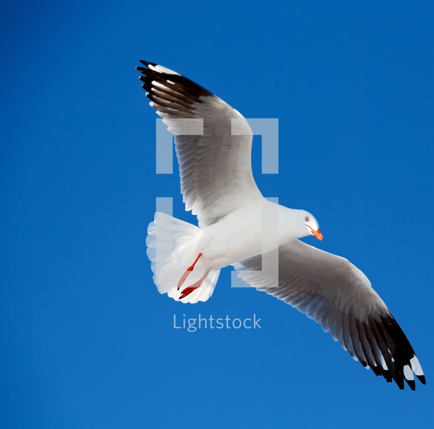 flying seagull 
