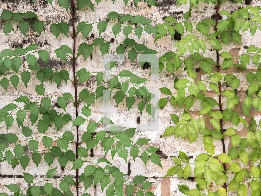 green and yellow green ivy on a wall 