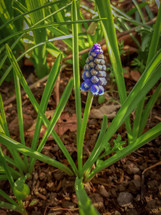 Grape Hyacinth Flower in the Woods