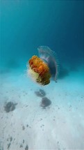 portrait of a Nettle Jellyfish swimming