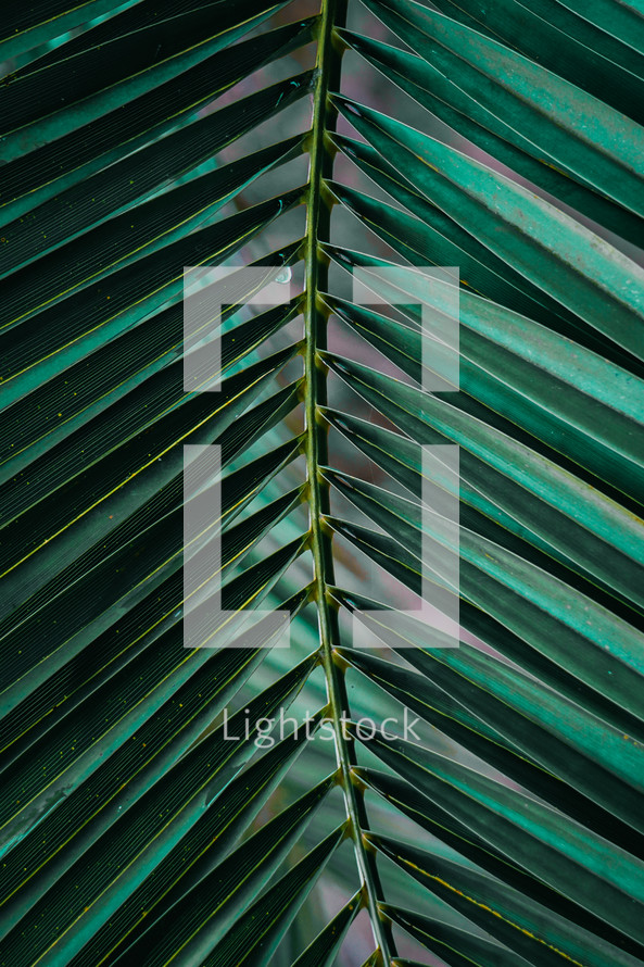 green palm tree leaves in springtime, green background