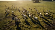 Herd of goats grazing on a meadow in the morning light