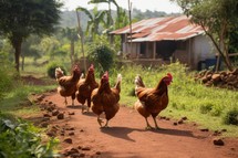 Chickens are walking on the dirt road in the farm.