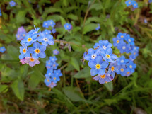 Blue Water Forget-me-not Flowers