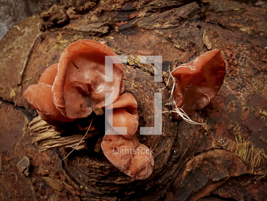 Brown Peziza Fungus - Landscape