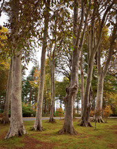 Tall, Autumn Tree Trunks in the Woodland