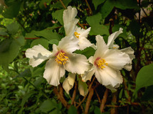 White Philadelphus Flowers in the Garden