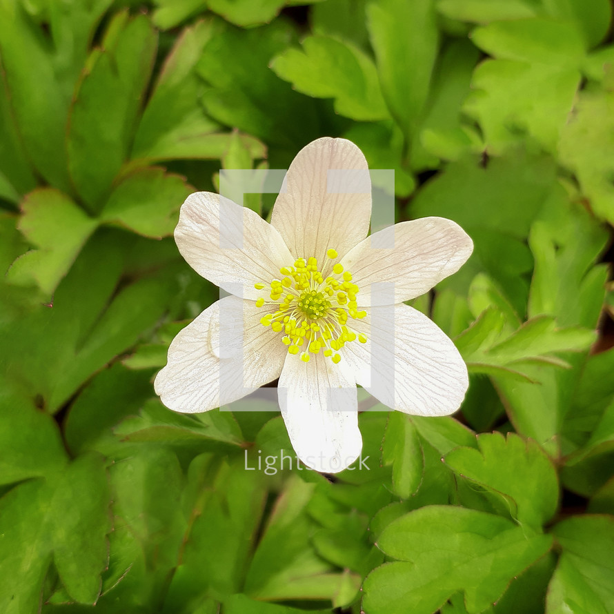 White Wood Anemone Flower in Green Leaves
