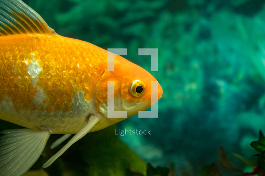 Orange and White Goldfish in the Water - Close Up