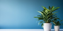 Potted plant on blue background with copy space for your text.