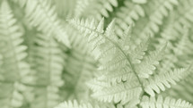 green fern leaf closeup with blurred background